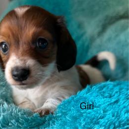 Girl 1 - Piebald female Dachshund puppy in Cherokee, Oklahoma from Special “K” Dachshunds