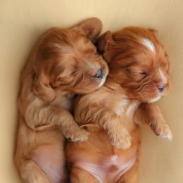 Cavalier King Charles Spaniel Puppies from Sweet Southern Cavaliers