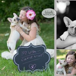 French Bulldog Puppies from BigStar French Bulldogs