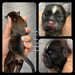 Memphis - Red male Shih Tzu puppy in Maize, Kansas from Air Capital Shih Tzu Puppies