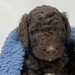 Goldendoodle Puppies from FamilyLoved Doodles