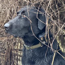 Labrador Retrievers from Kounty Line Kennel LLC