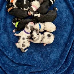 Australian Mountain Doodle puppies from Snook Acres Doodles