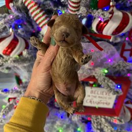 Charlie Brown (red boy) - Red  male Goldendoodle puppy in Hot Springs, Arkansas from Hot Springs Kennels