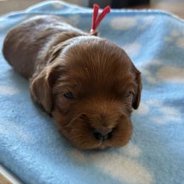 Leo - Red male Cavapoo puppy in Adrian, Oregon from ApplebyFarm