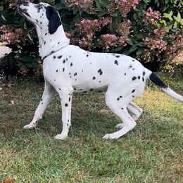 Buzz - White and black Dalmatian puppy in Motley, Minnesota from Dynasty Paws