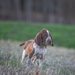 Bracco Italiano, German Shorthaired Pointer, and Vizsla Puppies from Nosam Kennels- Vizslas, German Shorthairs & Braccos- Kentucky