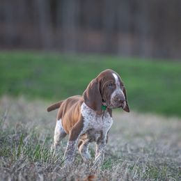 Bracco Italiano, German Shorthaired Pointer, and Vizsla Puppies from Nosam Kennels- Vizslas, German Shorthairs & Braccos- Kentucky