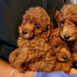 Poodle Puppies from Epiphany Poodles