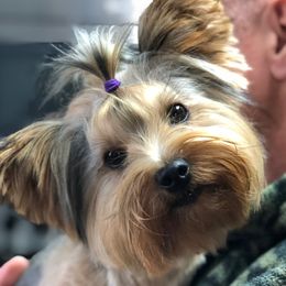 Moto - Yorkshire Terrier