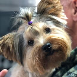 Moto - Yorkshire Terrier