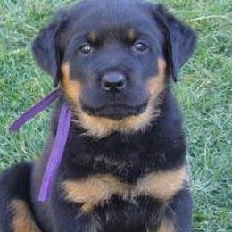 Rottweilers from Blue Diamond Rottweilers