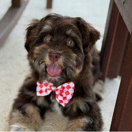 Havanese Puppies from Heavenly Havanese of Florida