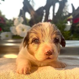Tinkerbell (2800) - White merle female American Corgi puppy in Valley, Washington from Corgis of the Mountain Valley