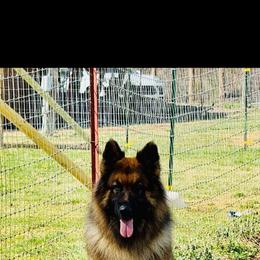 German Shepherd puppies from Bouchard’s Best Shepherds