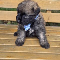Boy 5 - male Bouvier des Flandres puppy in Marionville, Missouri from Sandbox Puppies