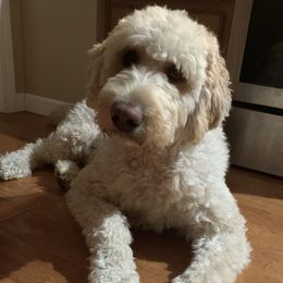 Labradoodles and Poodles from Morrell Town Standards and Doodles
