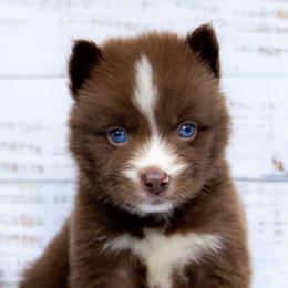 Django - Red and white male Siberian Husky puppy in Richland, Mississippi from Feazell’s Siberian Huskies