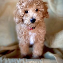 Goldendoodle, Maltipoo, and Poodle Puppies from Winchester Hills Poodles and Doodles