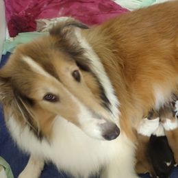 Fancy - Collie
