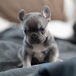 Dorothy - Blue female French Bulldog puppy in Austin, Texas from Ward's Frenchies 2 Yours
