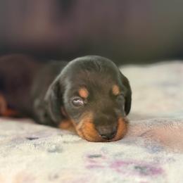 AKC Half Russian Dark Pink Collar Female - Black and tan female Dachshund puppy in Calera, Alabama from Southern Sky Dachshunds