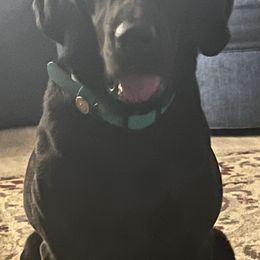 Labrador Retrievers from Prent's Labradors