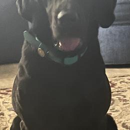 Labrador Retrievers from Prent's Labradors
