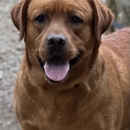 Labrador Retriever Puppies from Bogs Edge Labradors