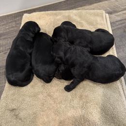 Jasper - Black male Labrador Retriever puppy in Richfield, Utah from Stormy River Retrievers