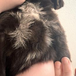 Boy 1 - Brown male Wirehaired Pointing Griffon puppy in Port Orchard, Washington from American Patriot Kennels