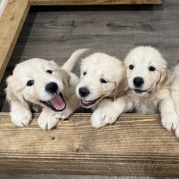 Golden Retriever puppies from English Cream Golden Retrievers of Tampa Bay