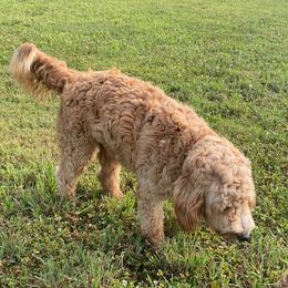 Australian Labradoodles from Frosty & Ginger Co Home of Doodles
