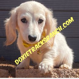 AKC LH cream yellow collar - Cream female Dachshund puppy in Acton, California from DTR