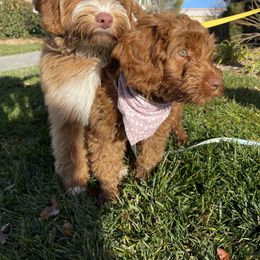 Australian Labradoodle and Labradoodle Puppies from Doodles_Ko