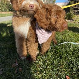 Australian Labradoodle and Labradoodle Puppies from Doodles_Ko