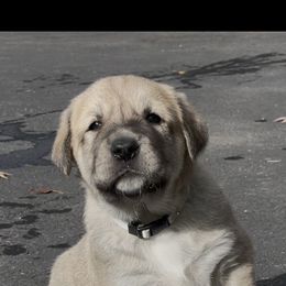 Anatolian Shepherd Dog Puppies from Wild Rooster Family Farm (AKC Anatolians OFA Hips Tested)