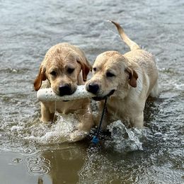 Labrador Retrievers from Ducky Labradors