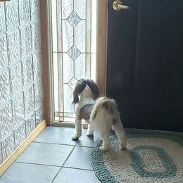 Shih Tzu Puppies from Jazzie Shih Tzu