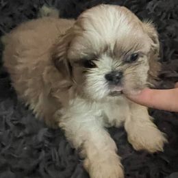 Shih Tzus from Tennessee's Treasured Shih Tzus