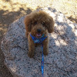 Reba - Poodle