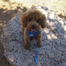 Reba - Poodle