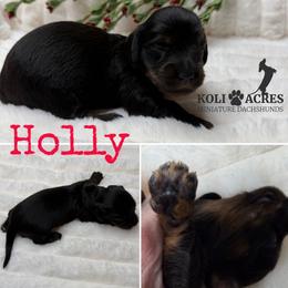 Holly - Black and tan female Dachshund puppy in Kemp, Texas from Koli Acres