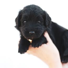 Rainer - female Newfypoo puppy in Marshallville, Ohio from Windy Hill Dogs