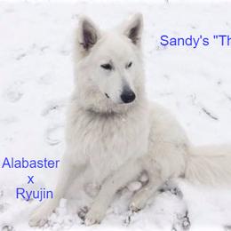 Berger Blanc Suisse and German Shepherd Puppies from Vom Hundhaus German Shepherds