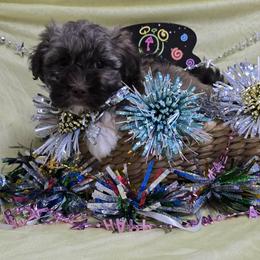 Chocolate sable boy - Chocolate sable male Havanese puppy in Vinita, Oklahoma from Locust Creek Shih Tzu & Havanese