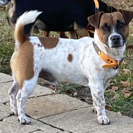 Cash - Russell Terrier