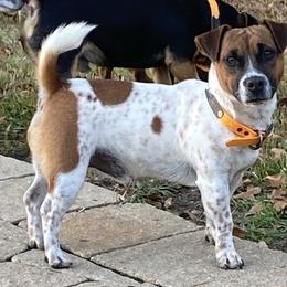 Cash - Russell Terrier