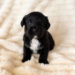Andrew - Tri-color male Yorkipoo puppy in Calimesa, California from Teakwoodpoodleofsocal
