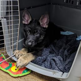 German Shepherd Puppies from Reign Land